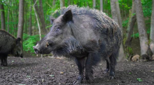 italia mistretii au talharit o femeie langa roma video