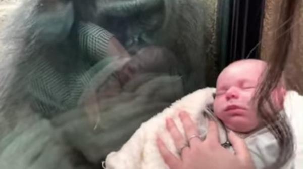 imaginile care au induiosat o lume intreaga o gorila de la zoo incearca sa mangaie prin sticla securizata un bebelus video