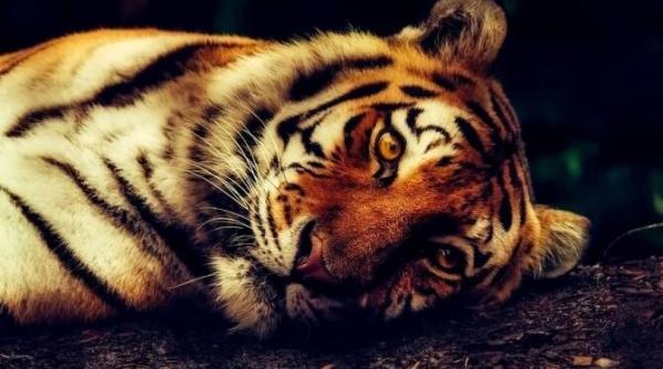 un tigru a suferit o operatie oftalmologica pentru a i fi salvata vederea