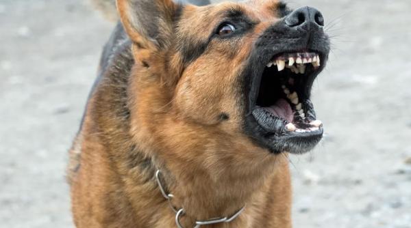 daune de 17 000 de euro pentru o fetita muscata de un caine fara stapan