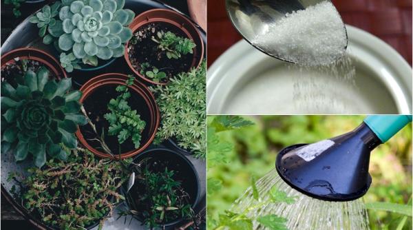 de ce sa uzi plantele la ghiveci cu apa indulcita trucul util