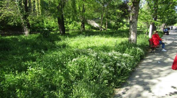 faleza dunarii sufocata din nou de balarii la braila sfaturile unui agronom cu experienta pentru rezolvarea problemei