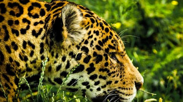 jaguarii ar urma sa repopuleze doua state americane unde ar supravietui cel putin 100 de ani