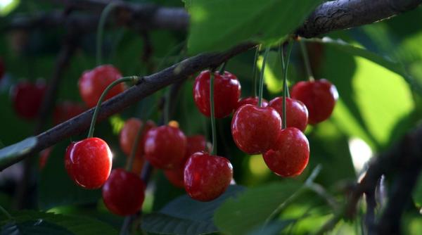 pret cirese mai 2021 un kilogram de cirese in pietele sucevene ajunge la 50 de lei
