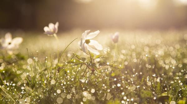 calendar crestin ortodox sarbatoare 19 mai 2021