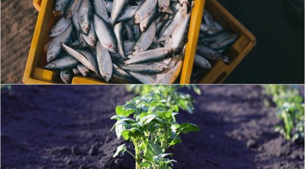 cum sa fertilizezi plantele si pomii cu peste simplu si eficient
