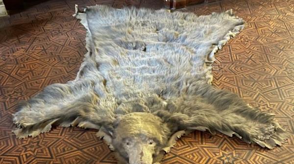 adrian nastase a gasit strabunicul lui arthur