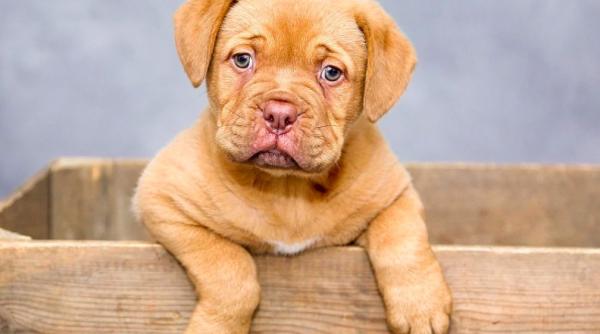 catei si pisici moarte ca parte a pachetelor surpriza trimise in china