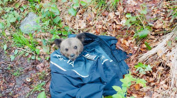 pui de urs invelit in uniforma de politie  imaginile zilei