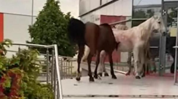 trei cai in calduri au facut ravagii in centrul vasluiului video