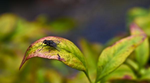 cum scapi de muste solutii 100prc naturale care functioneaza