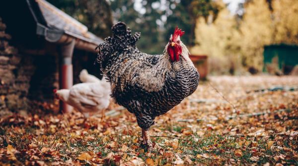 germania interzice practica uciderii puilor de gaina de sex masculin