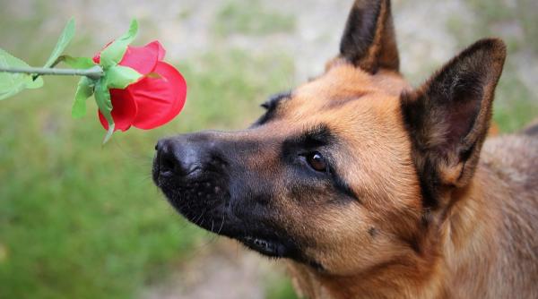 thailanda covid este detectat cu ajutorul cainilor antrenati sa miroasa transpiratia