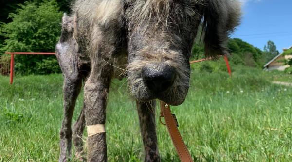 dramele necuvantatoarelor din satul romanesc candva acest caine a fost in grija unui om asa a fost gasit acum foto