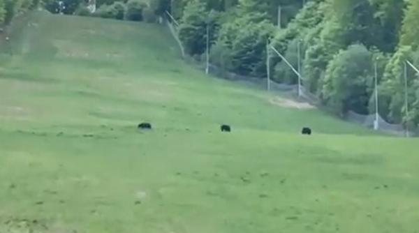 patru ursi au iesit la plimbare pe o partie din covasna video