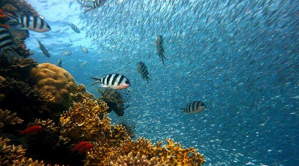 recifele de corali monitorizate in timp real cu un atlas bazat pe date din satelit