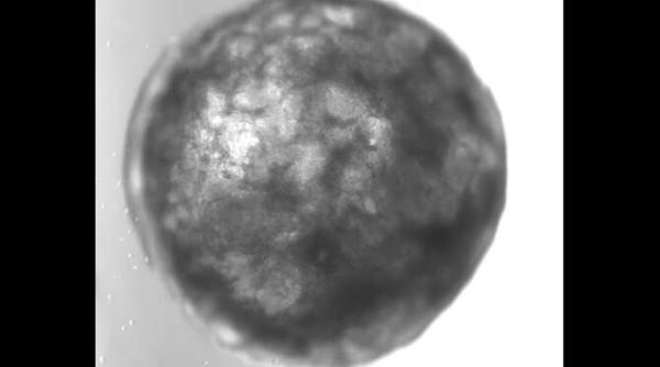 o inima artificiala de marimea unei seminte de susan a batut pentru prima data in laborator video