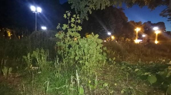 sondaj sa tunda nicusor dan iarba din parcurile capitalei