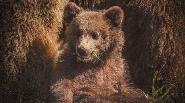 un pui de urs a semanat panica in montreal si a pus pe jar zeci de politisti si pompieri video