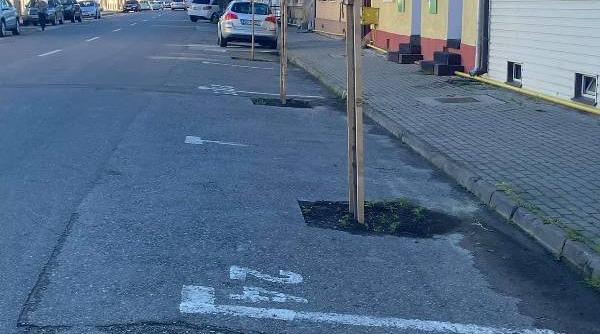 copaci plantati pe locurile de parcare cu plata imagini tari