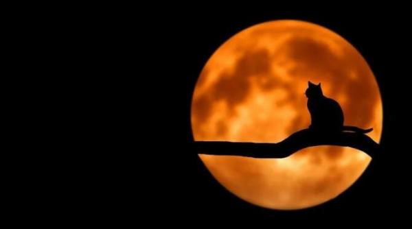 o strada a fost lasata fara curent electric pentru operatiunea de salvare a unei pisici