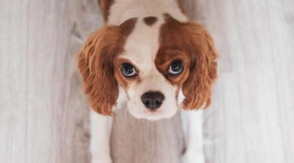 ce inseamna cand se uita cainele in ochii tai