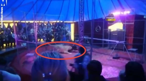 circar atacat de un leu in timpul unui spectacol in sala erau zeci de copii video