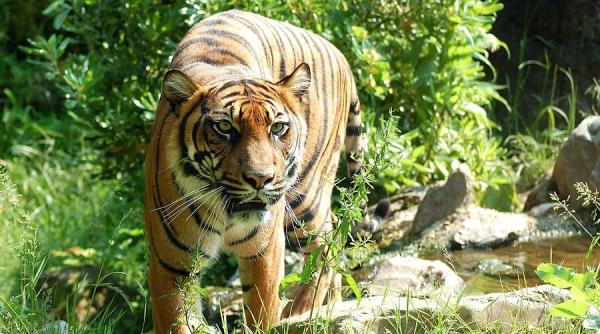 doi ingrijitori de tigri chinezi au fost ucisi in gradinile zoologice