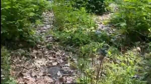 tudor chirila  live din mijlocul balariilor din herastrau  nicusor dan  poate reusiti sa faceti curat