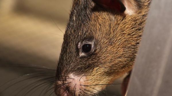 video sobolanii au invadat australia recolta compromisa intr un an fara incendii sau secete