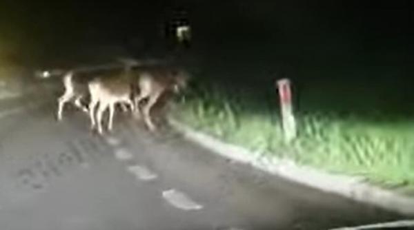 intalnire nocturna ciudata cu un urs si trei ciute video