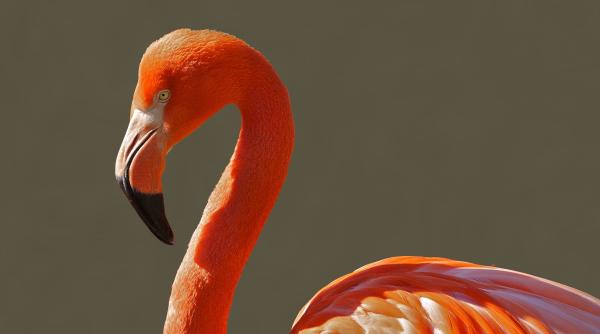 pasari flamingo aparitie inedita in delta dunarii