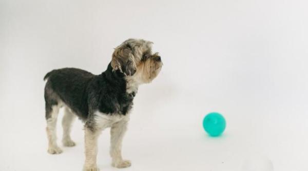 un barbat a fost arestat pentru ca i a zburat cainele