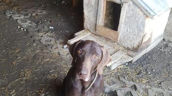 caine speriat de furtuna adus la eutanasiere pentru ca a muscat