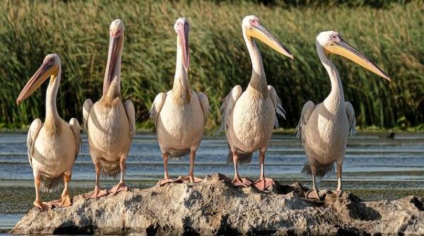 delta dunarii fara guvernator a trecut o luna de cand trebuia anuntat un nume valcu lista scurta din 26 aprilie decizia politica