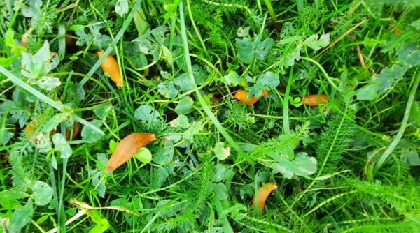 invazie de proportii a melcilor fara cochilie in romania nu mai avem ce sa facem ne au mancat tot ii adunam si ii omoram si ies altii in spate galerie foto