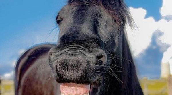 haz de necaz cele mai tari glume cu armand si nicusor dan