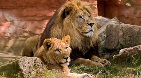 o leoaica a murit de covid 19 intr un zoo din india alti opt lei testati pozitiv cu sars cov 2