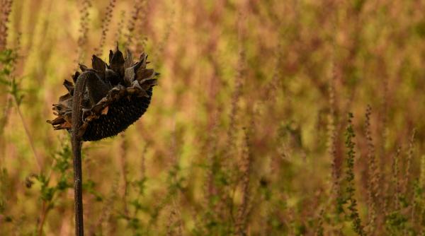 ambrozia cea mai periculoasa planta pentru sanatate incepe sa elibereze polen cum tratezi si controlezi alergia