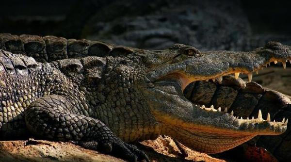 cosmarul unor gemene britanice din mexic una a salvat o pe cealalta de un crocodil care tocmai atacase