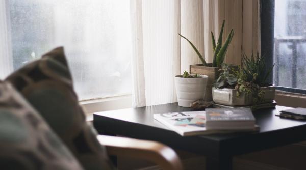 plante usor de intretinut nu au nevoie de multa atentie si se uda rar