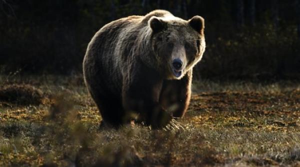 alerta de ursi in judetul harghita jandarmii apel la cetateni
