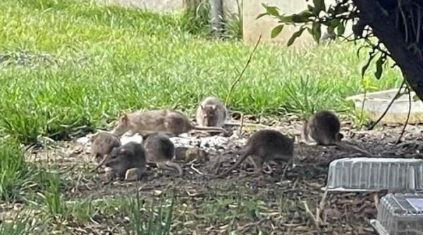 mircea badea  propunere pentru