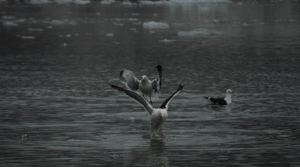 5 oceane la nivel global national geographic va recunoaste noul ocean sudic