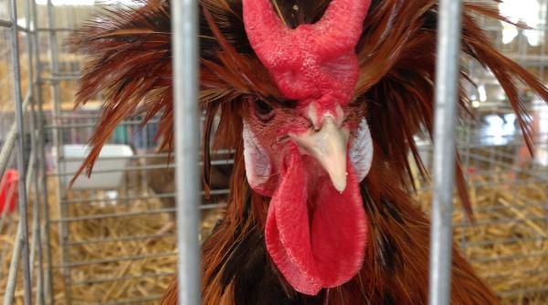 carmen avram cere compensatii pentru crescatorii de animale