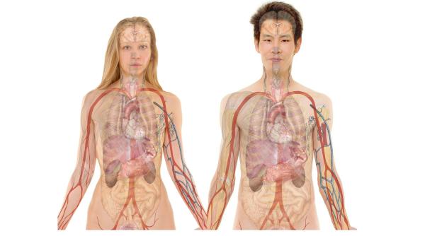 dictionar medical ce sunt pietrele la rinichi si de ce apar mai ales vara dr gheorghe nita asta este explicatia