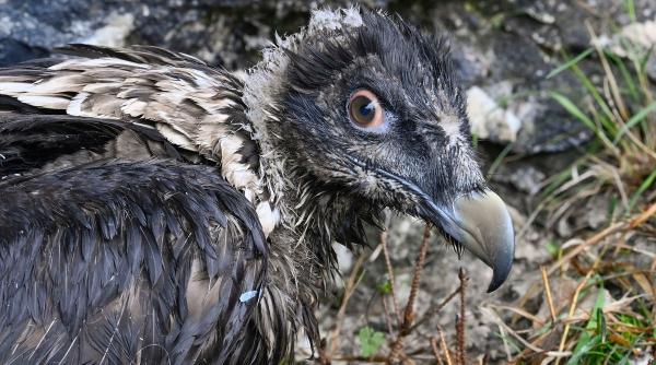 doi vulturi cu barba eliberati in salbaticie in germania pentru prima data in peste 140 de ani video