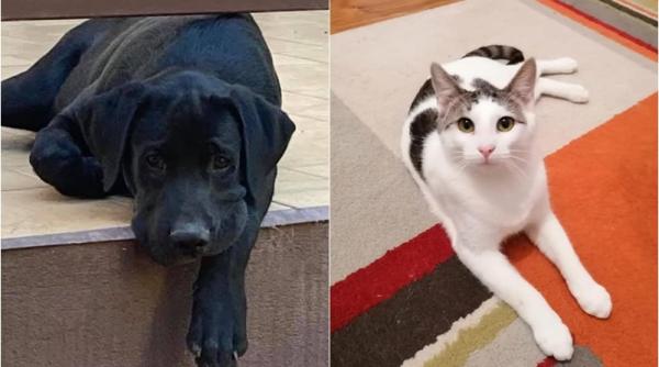 adoptii animale amun un labrador de doar un an isi cauta omul la fel si ollie un motanel extrem de iubitor foto