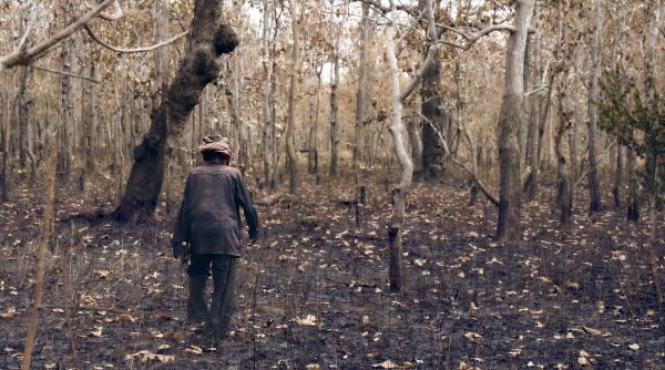 intre defrisarea muntilor si defrisarea mintilor mircea platon nu poti vinde totul cand esti stapan pe o tara
