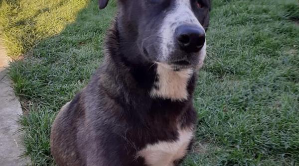 adoptii animale blu si ciobanila doi catei speciali au nevoie de o familie iubitoare vei primi dragoste neconditionata foto